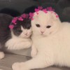 urmylove