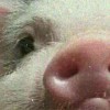 么么哒.🐽😘