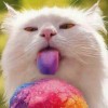 RainbowMolly