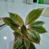 Myint Myint Win