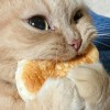cateatingabread