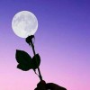 Blue Moon