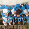 Divani Istikhomah Hajizah