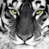 izam