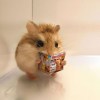 Komotoru Hamstersbee