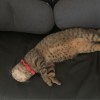 ぽ夏梓儿