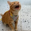Kat
