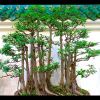 小燕子