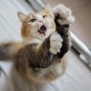 Meow