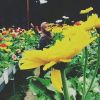 Arra Fazira