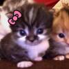 2次元猪猪侠