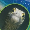 Beel