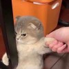 梁晧恒