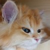 貓