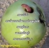 အဝေး ရောက်သား