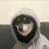 今晚打老虎