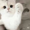 织一束月色