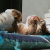 bilqis cathabell