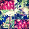Ecot WeBee