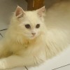 Firziandra Alfatih