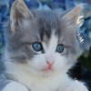 NTT_Lexi1510