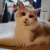 Meow3cafe