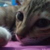 kapiiiw
