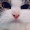 최 기 수