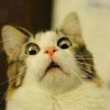 Meong