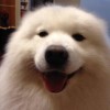 Ted