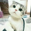 Jiraaa