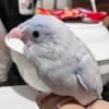 Yangger