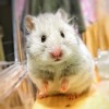 🐹🐹