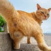 tom_poke! 
