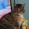 Cat Cat Monte