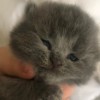 Teddy