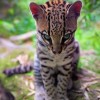 Vi