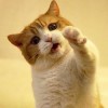 Miaw_Eong