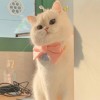 Marody   Cat