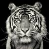 irwanmln