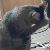 mikomiko