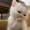 Kyaw Zin Oo