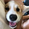 Petra_Corgi