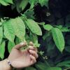🍀红管子🍀