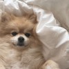 Cookie