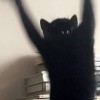 ヨナギ