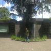Arif