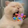 B❤