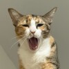 Piya