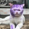 เหมียว